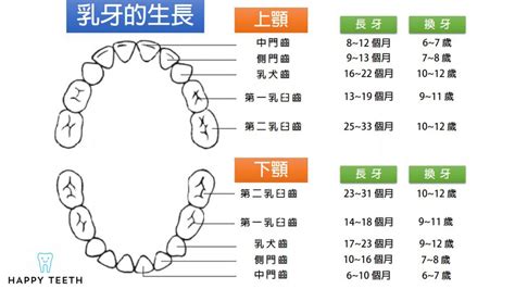 牙齒總數|人類牙齒